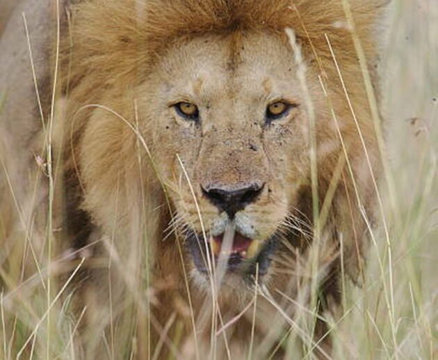 The Unique Wonders of Serengeti National Park in Tanzania: An Unforgettable Experience with Eddy Tour and Safaris