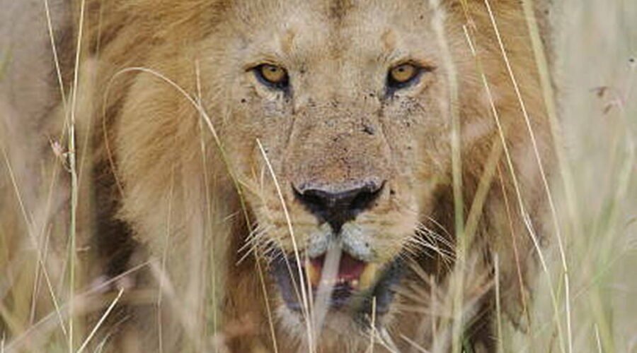The Unique Wonders of Serengeti National Park in Tanzania: An Unforgettable Experience with Eddy Tour and Safaris