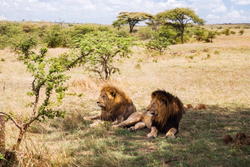 The Secrets Behind Serengeti National Park's Global Fame in 2026, 2027 & 2028 The Secrets Behind Serengeti National Park's Global Fame in 2026, 2027 & 2028