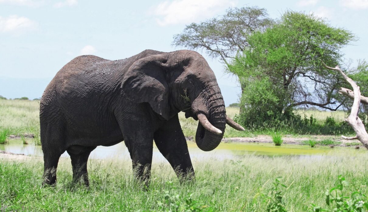 The Best 4 Days Tarangire, Ngorongoro & Serengeti Safari (2026, 2027 & 2028)