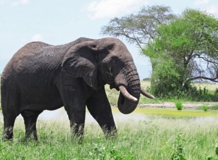 The Best 4 Days Tarangire, Ngorongoro & Serengeti Safari (2026, 2027 & 2028)