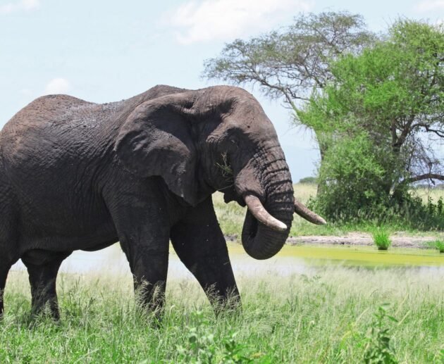 The Best 4 Days Tarangire, Ngorongoro & Serengeti Safari (2026, 2027 & 2028)