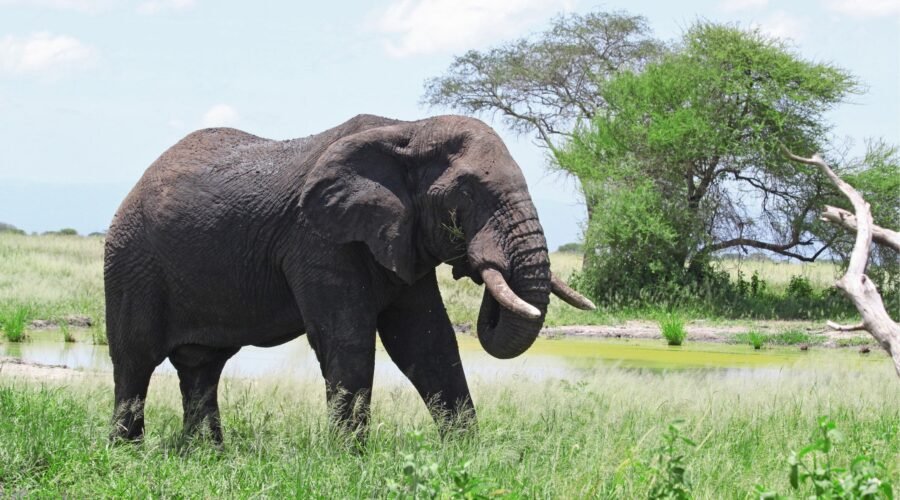 The Best 4 Days Tarangire, Ngorongoro & Serengeti Safari (2026, 2027 & 2028)