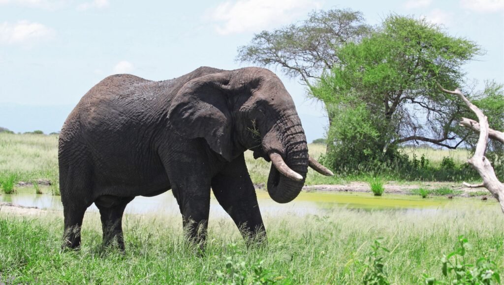 The Best 5-Day Luxurious Great Migration Safari in the Serengeti