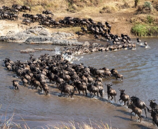 What Makes Serengeti National Park Stand Out Among Africa's National Parks in 2026,2027&2028