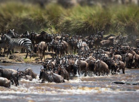 Classic Northern Circuit Tanzania Safari – 6 Days