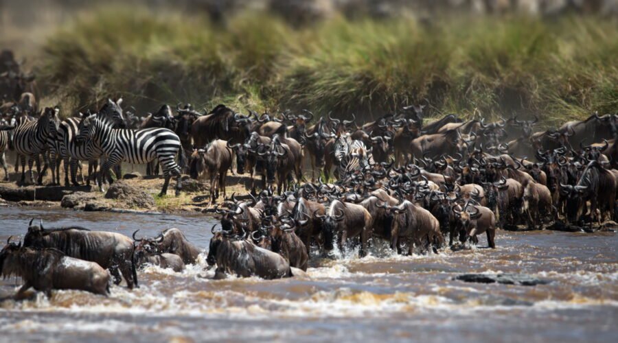 Classic Northern Circuit Tanzania Safari – 6 Days