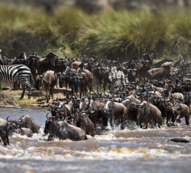 The Best 5-Day Luxurious Great Migration Safari in the Serengeti The Best 5-Day Luxurious Great Migration Safari in the Serenget