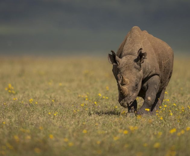 4-Day Private Big Five Safari – Tarangire, Serengeti & Ngorongoro Crater 2027, 2028 & 2029