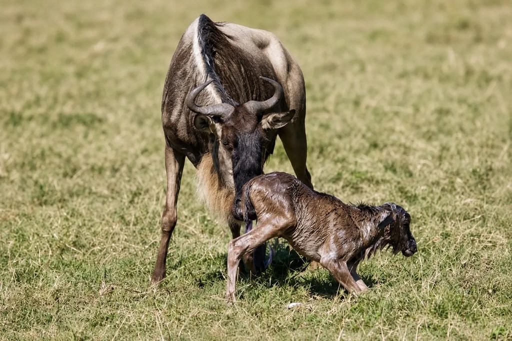 Reserve a Fantastic 9-Day Tanzania Serengeti Great Migration Safari – 2027, 2028 & 2029