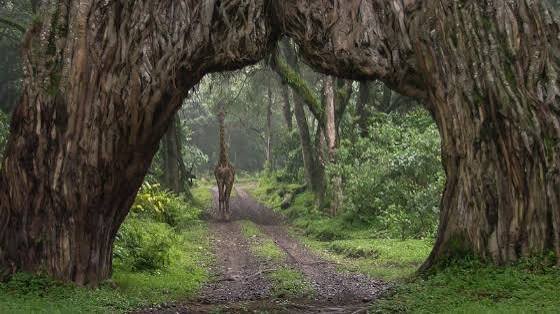 Everything You Should Know About tanzania Walking Safaris in 2026,2027&2028