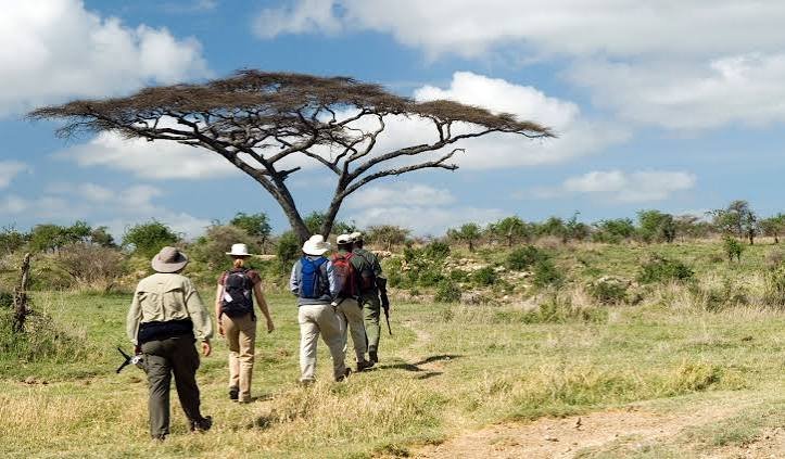 Best Times, Wildlife Highlights, and Travel Advice for Grumeti Safari 2026,2027&2028