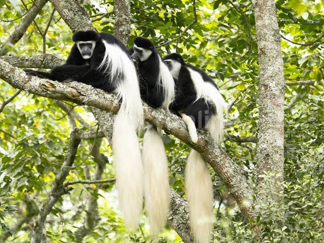 The Greatest 7-Day Mid-Range Tanzanian Safari in 2026, 2027 & 2028
