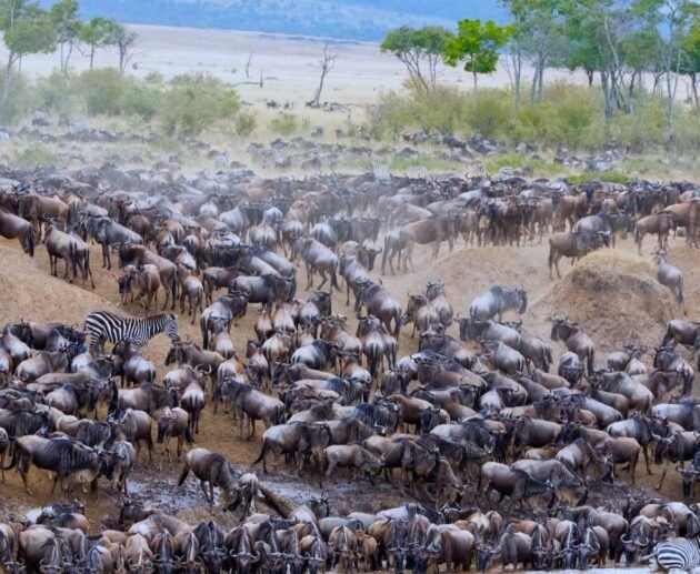 Why a Big 5 Serengeti Luxury Safari Should Be on Your Travel List