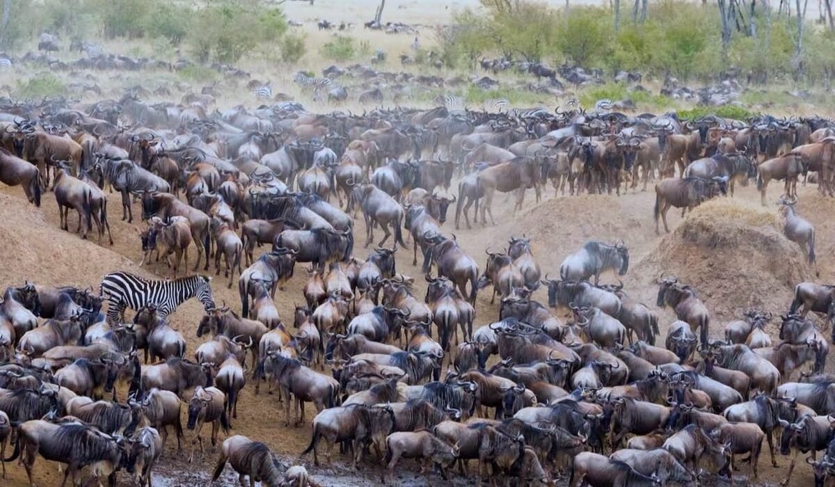Unforgettable 9 Days Tanzania Safari Featuring the Great Wildebeest Migration (2026, 2027 & 2028)