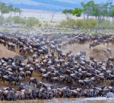 Unforgettable 9 Days Tanzania Safari Featuring the Great Wildebeest Migration (2026, 2027 & 2028)