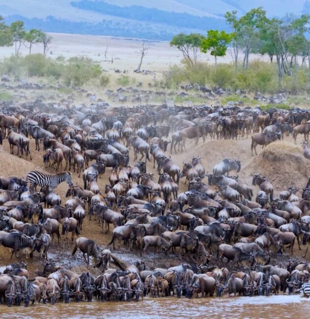 Unforgettable 9 Days Tanzania Safari Featuring the Great Wildebeest Migration (2026, 2027 & 2028)