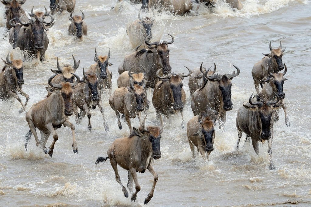 Reserve a Fantastic 9-Day Tanzania Serengeti Great Migration Safari – 2027, 2028 & 2029