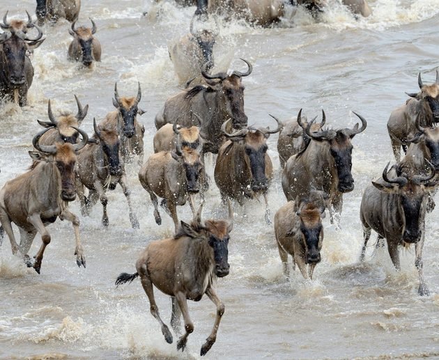 Reserve a Fantastic 9-Day Tanzania Serengeti Great Migration Safari – 2027, 2028 & 2029