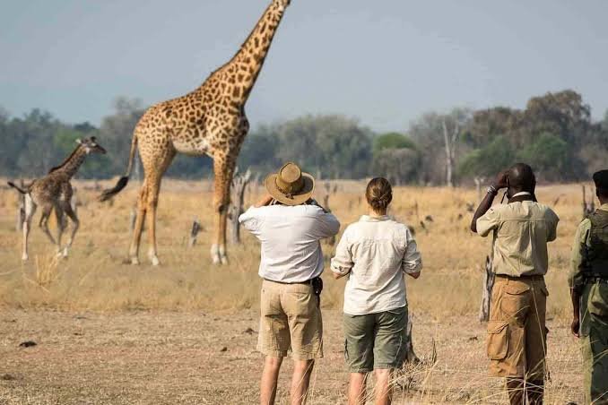Everything You Should Know About Tanzania Walking Safaris in 2027, 2028 and 2029
