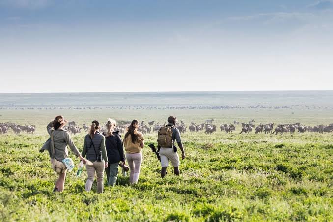 Everything You Should Know About Tanzania Walking Safaris in 2027, 2028 and 2029