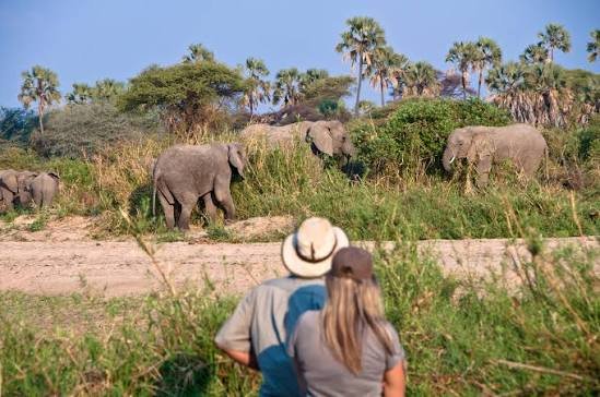 Everything You Should Know About Tanzania Walking Safaris in 2027, 2028 and 2029