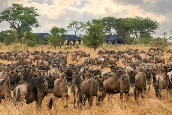 10 Smart Tips to Help You Plan an Unforgettable Tanzania Safari in 2026, 2027 & 2028