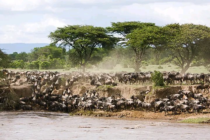 Why Early Booking Matters: 8 Ultimate Reasons to Plan Your Tanzania Safari for 2026, 2027 and 2028 Why Early Booking Matters: 8 Ultimate Reasons to Plan Your Tanzania Safari for 2026, 2027 and 2028