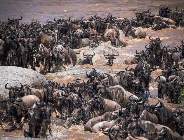Ultimate Tanzania Wildlife Safari and Zanzibar Beach Escape | Eddy Tours and Safaris (2026–2028)