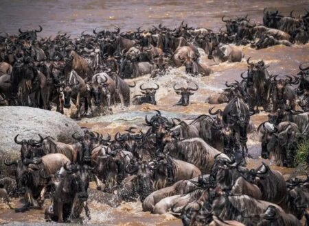 The Ultimate 5-Day Budget Safari: Explore Tanzania’s Northern Circuit in 2026,2027and 2028