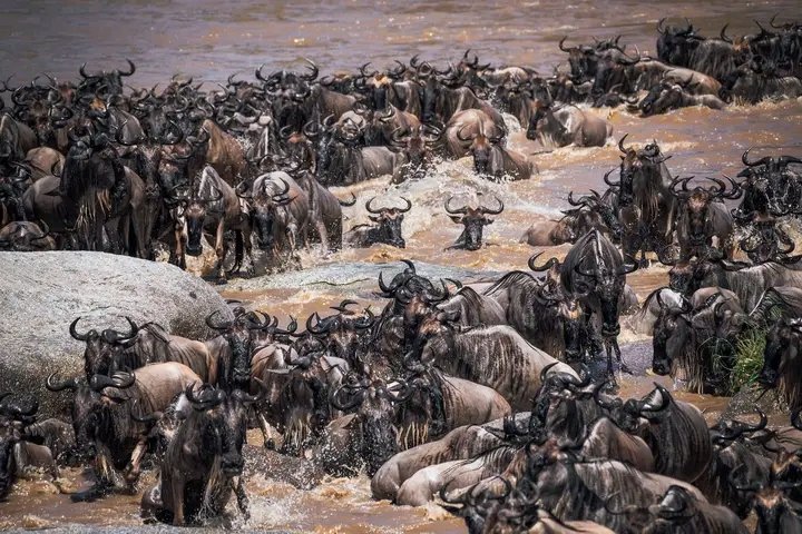 10 Things to Keep in Mind When Planning Your Tanzania Wildlife Adventure in 2026, 2027 & 2028 10 Things to Keep in Mind When Planning Your Tanzania Wildlife Adventure in 2026, 2027 & 2028