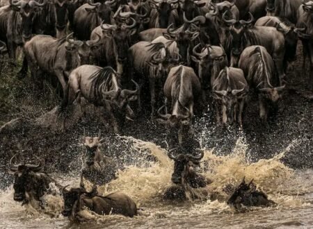 From Tarangire to Serengeti: 5-Day Tanzania Camping Safari in 2026,2027&2028