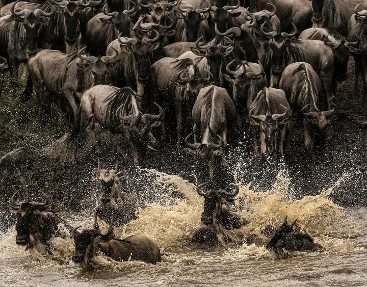 The ultimate 8-Day Tanzania Safari: Tarangire, Serengeti & Ngorongoro Crater (2026–2028)