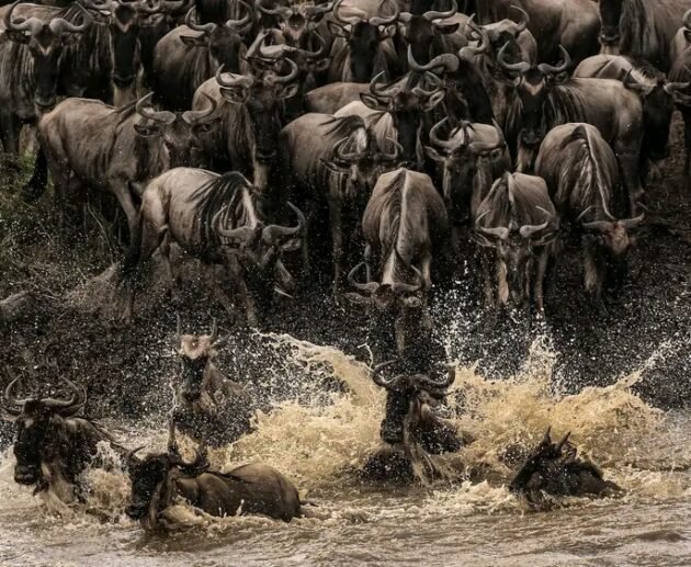 Discover Serengeti, Ngorongoro & Mount Kilimanjaro in One Adventure in (2026–2028)