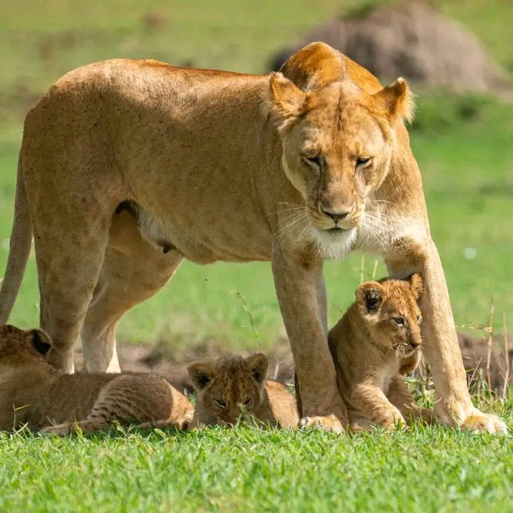 10-Day Kilimanjaro and Serengeti Combo Tour: Summit Africa’s Highest Peak & Witness the Big Five 10-Day Kilimanjaro and Serengeti Combo Tour: Summit Africa’s Highest Peak & Witness the Big Five