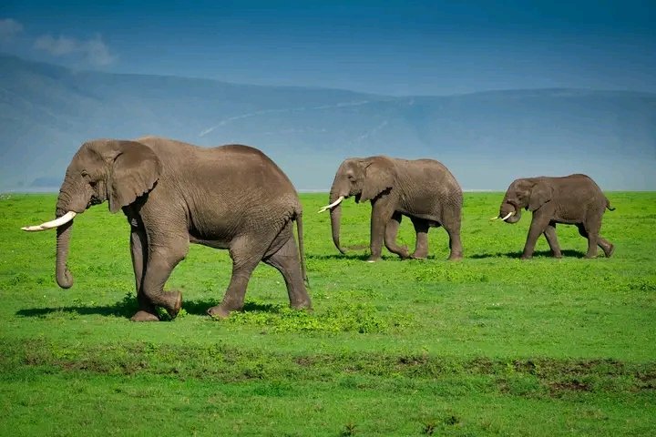 8-Day Ultimate Northern Tanzania Safari: Tarangire&Ngorongoro cratera 8-Day Ultimate Northern Tanzania Safari: Tarangire&Ngorongoro cratera