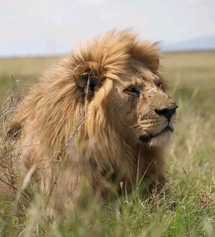 How Much Does a Tanzania Safari Cost? A Complete Budget Guide for First-Time Travelers