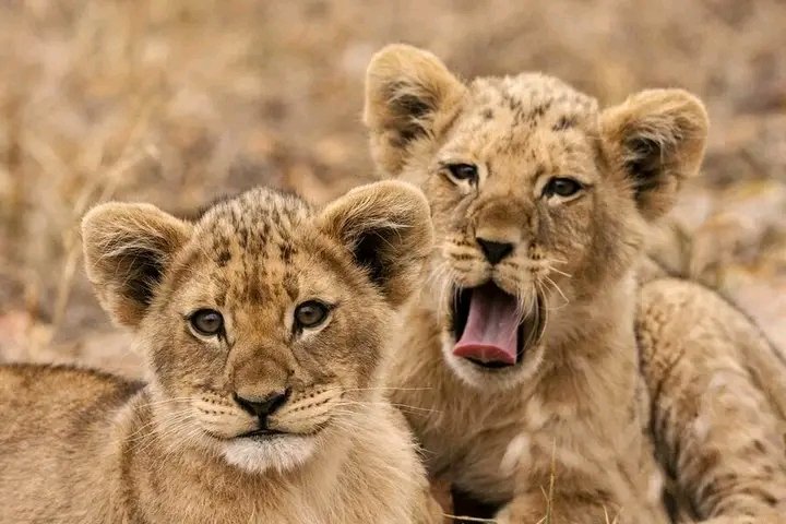 The Ultimate Tanzania Safari in 2026–2028: Experience the Wild Heart of Africa Like Never Before The Ultimate Tanzania Safari in 2026–2028: Experience the Wild Heart of Africa Like Never Before