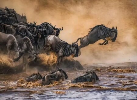 10-Day Kilimanjaro and Serengeti Combo Tour: Summit Africa’s Highest Peak & Witness the Big Five
