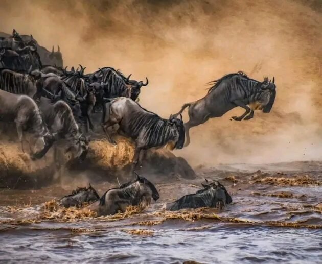 10-Day Kilimanjaro and Serengeti Combo Tour: Summit Africa’s Highest Peak & Witness the Big Five