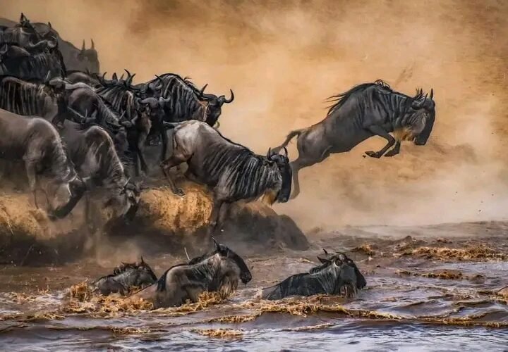 10-Day Kilimanjaro and Serengeti Combo Tour: Summit Africa’s Highest Peak & Witness the Big Five
