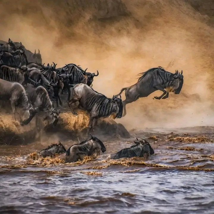 10-Day Kilimanjaro and Serengeti Combo Tour: Summit Africa’s Highest Peak & Witness the Big Five 10-Day Kilimanjaro and Serengeti Combo Tour: Summit Africa’s Highest Peak & Witness the Big Five