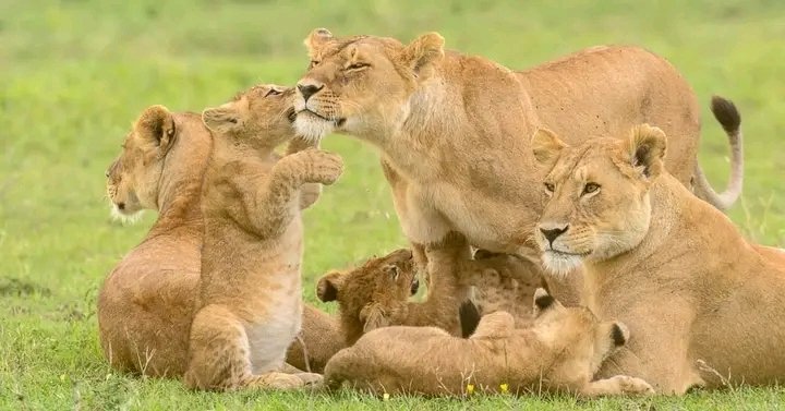 The Ultimate 10-Day Southern Circuit Safari: Wildlife, Mountains & Boat Adventures (2026–2028)