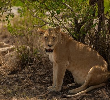 The Ultimate Updated 4-Day Safari Adventure in Tanzania from 2027 to 2029!