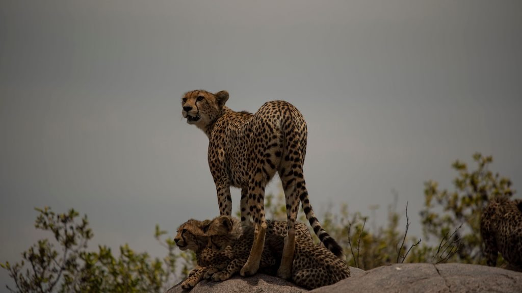 The Ultimate Updated 4-Day Safari Adventure in Tanzania from 2027 to 2029!
