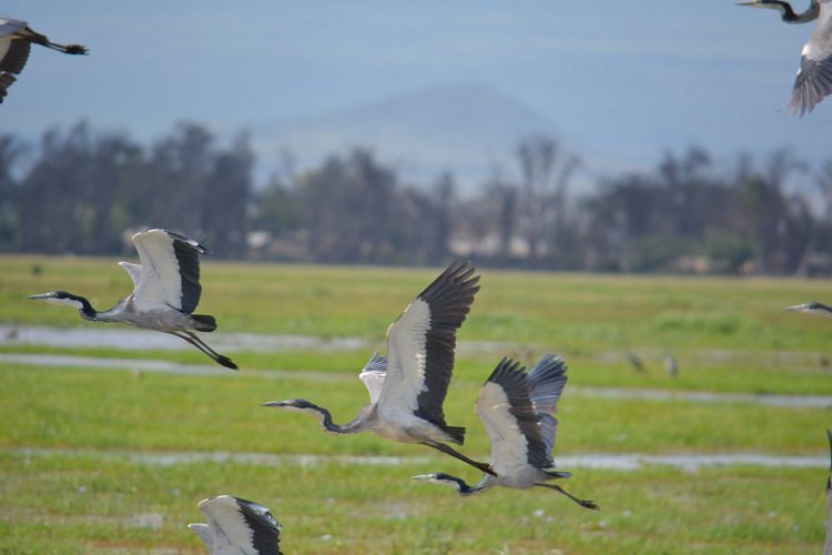 Latest Update on Top Best Kenya Luxury Safari 2027