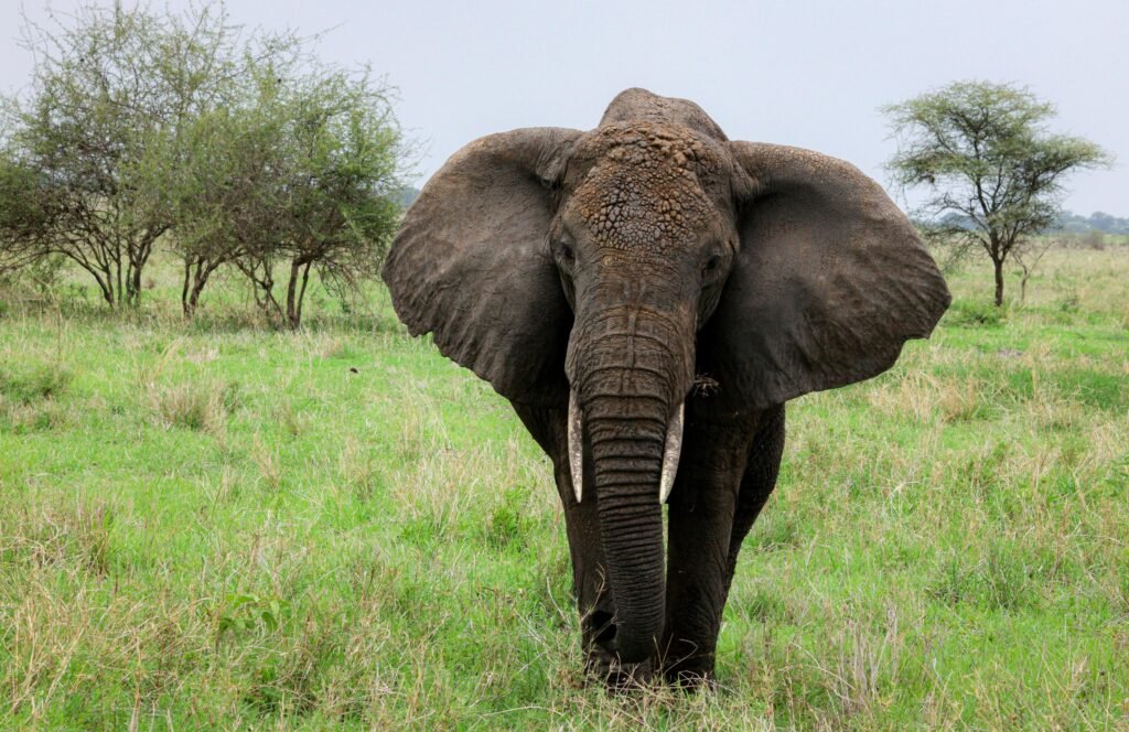 Guidelines for the Transportation, Handling, and Custody of Government Trophies in Tanzania (2026–2028) Guidelines for the Transportation, Handling, and Custody of Government Trophies in Tanzania (2026–2028)