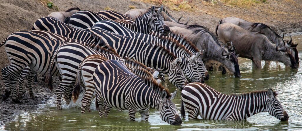 From Tarangire to Serengeti: 5-Day Tanzania Camping Safari in 2026,2027&2028 From Tarangire to Serengeti: 5-Day Tanzania Camping Safari in 2026,2027&2028
