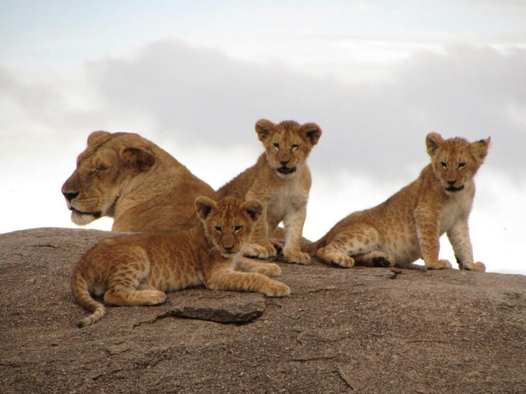 8 Things Every Traveler Should Know Before a Tanzania Safari with Eddy Tour and Safaris in (2026-2028)