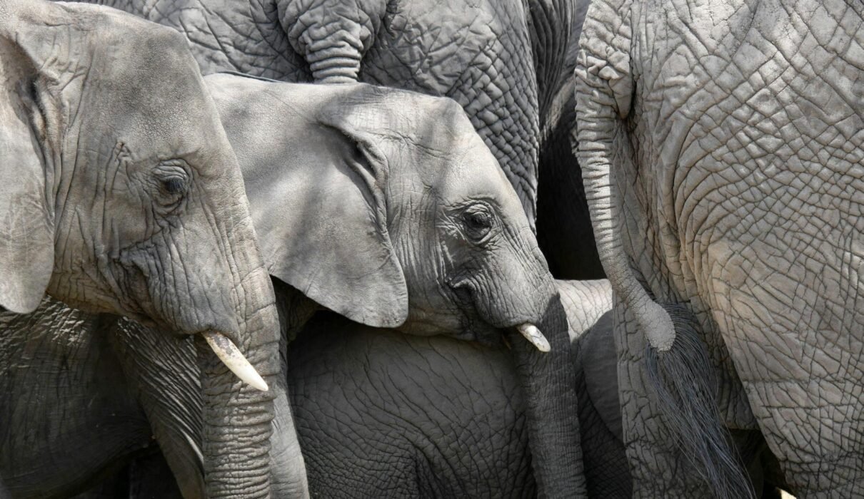 Tanzania Safari Routes Explained: Which National Parks Should You Visit on Your First Trip in 2026, 2027 & 2028